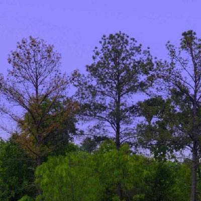 炸金花网络游戏